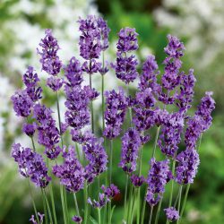 Lavender angustifolia Munstead