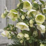 Helleborus Frostkiss Moon Dance