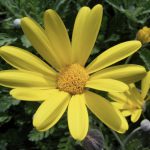Euryops pect Silver Star