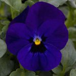 Pansy Dark Blue
