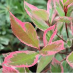 Photinia Louise