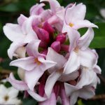 Daphne Perfume Princess