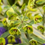 Euphorbia Ascot Rainbow