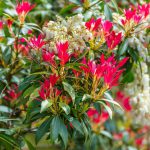 Pieris Japonica Flaming Silver