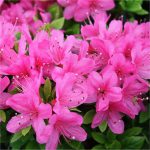 Azalea Japonica Pink