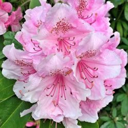 Rhododendron Hybrid Pink