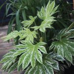 Fatsia Japonica Spiders Web