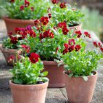 Viola F1 White With Blotch