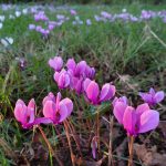 Cyclamen hederifolium Rose