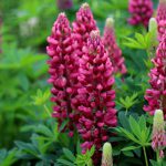 Lupin Gallery Red