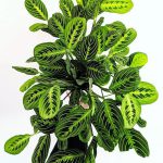 Maranta Leuconeura Lemon Lime (Prayer Plant)