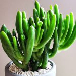 Crassula ovata Gollum (Gollum Jade)