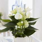 Anthurium white champion – Flamingo Flower