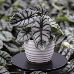 Alocasia Silver Dragon