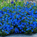 Lithodora Diffusa Heavenly