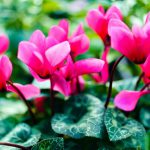 Cyclamen Dark Pink