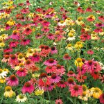 Echinacea Cheyenne Spirit – Coneflower