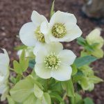 Hellebourus or. Pretty Ellen White – Lenten Rose