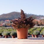 Coprosma Chocolate Soldier