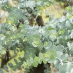 Eucalyptus pulverulenta ‘Baby Blue’