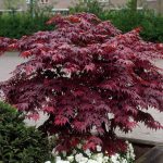 Acer Palmatum Bloodgood