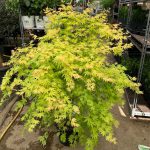 Acer Palmatum Orange Dream