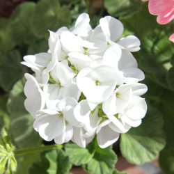 Geranium Zonal White