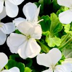 Geranium Zonal White