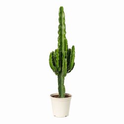 Euphorbia Erytrea (Desert Cactus)