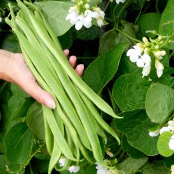 Bean Runner – Veg plant strips