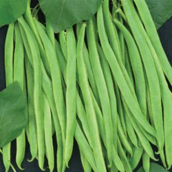 Bean Runner – Veg plant strips