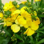 Erysimum Golden Jubilee