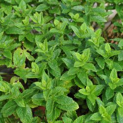 Mint Moroccan (Mentha Spicata – in Hairy Pot)