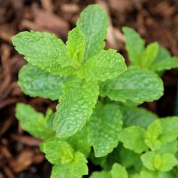 Mint Moroccan (Mentha Spicata – in Hairy Pot)