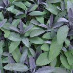 Salvia officinalis ‘Purpurascens’ – Purple Sage