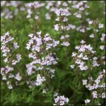 Thymus Compact (in Hairy Pot)