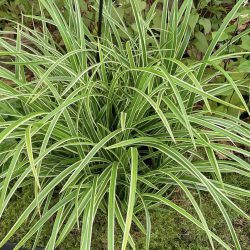 Carex Morrowii Ice Dance