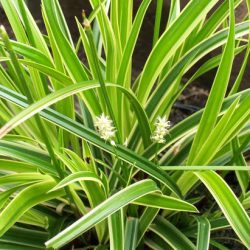 Carex Morrowii Ice Dance