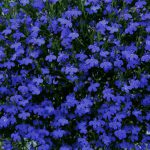 Lobelia erinus ‘Marine Blue’ – Trailing Lobelia