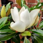 Magnolia Grandiflora