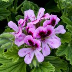 Geranium Scented Orange