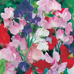 Sweetpea Spencer Mix