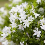 Campanula Get Mee White