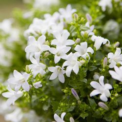 Campanula Get Mee White (Bell Flower)