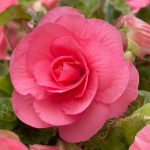 Begonia Nonstop Pink