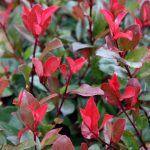 Photinia Little Red Robin