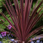 Cordyline Torbay Red