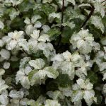 Pittosporum Tenuifolium Irene Paterson