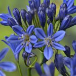 Agapanthus Summer Love Blue – African Lily