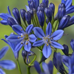 Agapanthus Summer Love Blue – African Lily